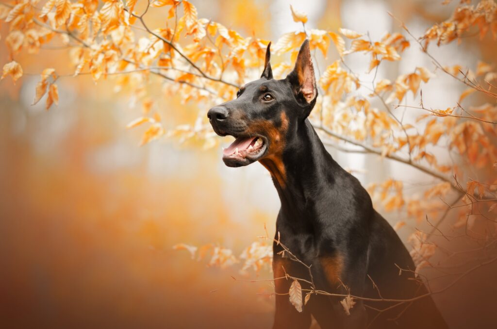 doberman puppies for sale