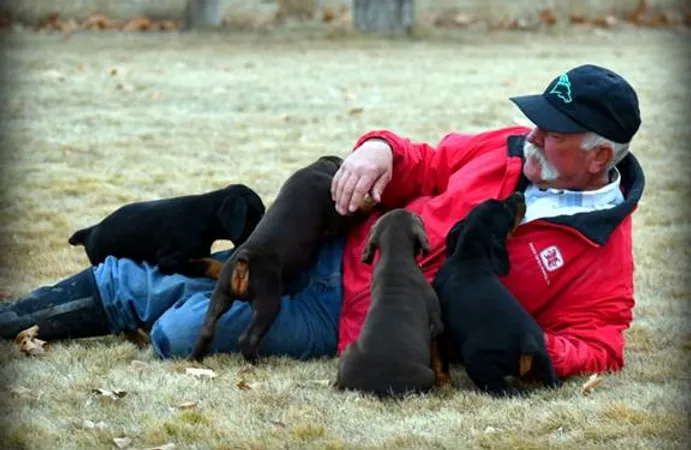 doberman puppies for sale near me